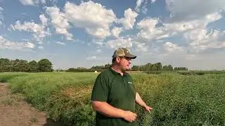 Hybrid Brown Mustard vs. Yellow vs. Canola on Irrigation