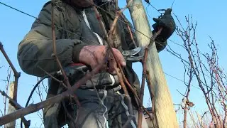 Viticulture : formation acc&eacute;l&eacute;r&eacute;e pour la taille de la vigne en Charente