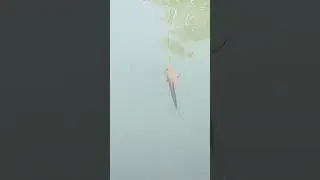 mancing ikan gabus di air jernih#fishing #mancing #ikangabus #casting #mancingmania
