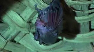 Long-tongued Bats Pollinate Trees