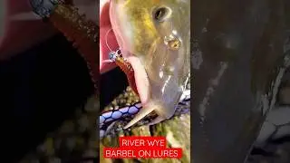 RIVER WYE BARBEL ON LURES 😱 #fishing #fish #perch #fishingtips #lurefishing #tutorial #howto #lure