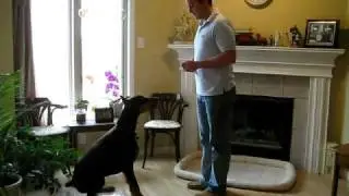 Doberman doing his tricks
