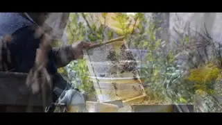 CBD Honey