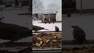 Best Bird Feeder You'll See Today