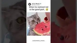 Kitty Finally Found the Good Part 🍉😂 | #shorts