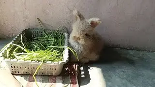 Cute Fluffy Rabbit Eating Fresh Green Grass | Healthy Rabbit Feeding Routine 🐰