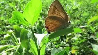 Butterfly Defense...!!!