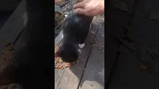 Сбежавший СМОКИНГ обосновывается