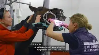 Munhåleundersökning