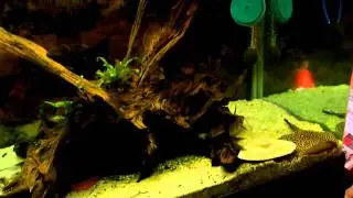 Mid size fish tank in a restaurant (Video shot by Samsung WB5000) Video 2/4