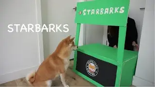 I opened a Starbarks (Starbucks) for my dog!! | Shiba Inu enjoys Puppuccino & Donuts (Cute Reaction)