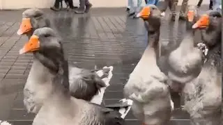 Baixada - Goose Army - Folk Rock