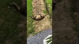 GRACIE CAT SILLINESS BY AG FILMS