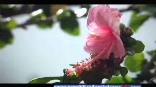 La Cayena - Conoce tu flora y fauna