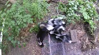 Skunk Behaviour Behind The Scenes