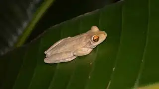 Cuban Tree Frog Call