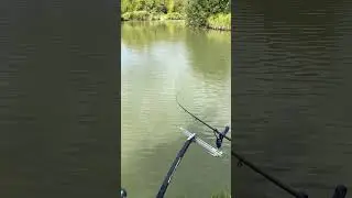 Method feeder fishing #methodfeeder #fishing #carpfishing #aventuripescaresti