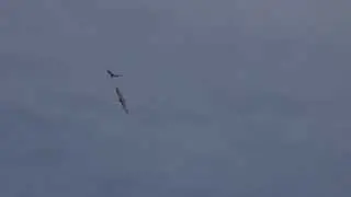 Mobbing corvi imperiali su aquila reale