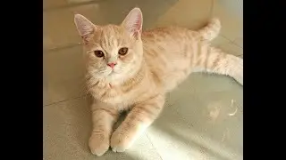 #Cat TV #貓 英短貓咪三兄弟 【猫が喜ぶ映像】