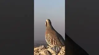 New vlog Again jungle chukar voice partridge kiklik sesi voice صیاد الحجل