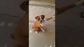 big tongue dog