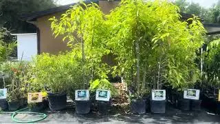 Asian Tropical nursery farms in Tampa Florida