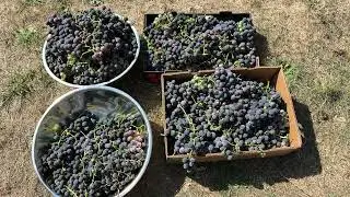 USA. Collecting grapes. I'm making juice. September 2025Collecting grapes. I'm making juice. Sept...