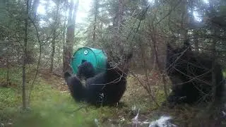 MFS Mid summer Day Giveaway Contest Qualifier Results + Old trail camera footage
