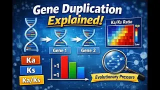 Gene Duplication Analysis Using Ka/Ks | In-Silico Genomic Evolution Study