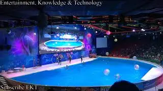 Dubai Dolphinarium Part 3 | Dolphin and Seal Show Part 3