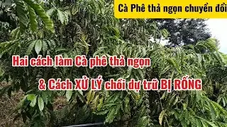 Hai cách làm Cà Phê thả ngọn - Cách xử lý chồi dự trữ bị rống #giacaphehomnay #xanhlun #lamvuon
