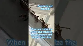 Tons of wasps moved in and they are huge! Spray and run!
