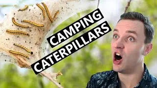 The Camping Caterpillar | Eastern Tent Moth