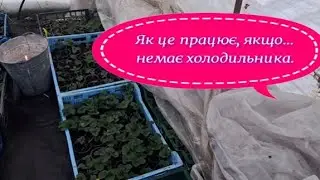 Нюанси вкорінення і збереження полуниці зимою
