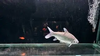 Glofish Aquarium