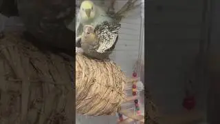 Mesmerizing mating rituals. Witness natural spectacular.#youtube #rills #birdslovers #birds mating
