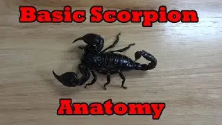 Basic Scorpion Anatomy