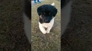#cute dog 🥰 cuteness baby #ukshorts #shorts