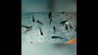 Black and white Fishes 🐠 🐟 🎣 in small water 💦 pond