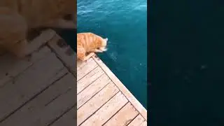 Cat catching fish😺😻  best skills                                 #viral #fishing #cat