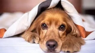 कुत्तों के बारे मे 10 Interesting facts||🐶❤️#shorts #dogfacts #ytshorts