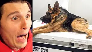 Paluten REAGIERT auf Die außergewöhnlichsten Haustiere der Welt