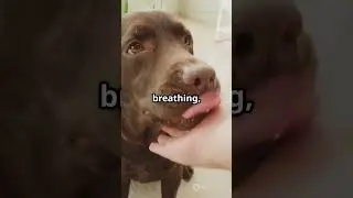5 heartwarming ways Dogs care when you&rsquo;re sick#1000subscriber#pets#cuteanimal#cutedog