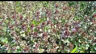 Будра плющевидная. Glechoma hederacea.