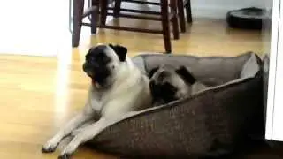 Lily and Daisy, Random Youtube Pug Baby Screaming