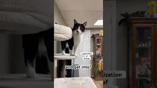 Eva&rsquo;s Policies #cat #floofanoodles #tuxedocat #catshorts #catnip #presidentcat #funny #talkingcat