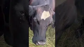 Calling the cattle to cross the street. Sorry for the horrible transitions and emu voice. #cattle