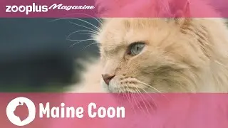 Portret van de Maine Coon: karakter, fokken en verzorging