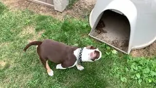 Bruno 3 months pocket bully