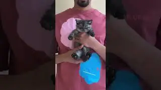 When mom&rsquo;s printer ran out of ink mid print&hellip; and the prints ran away! 🐾🖨️💨 #cat #catlovers #cute